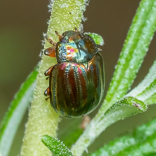 Chrysolina americana (Rosemary Beetle).jpg